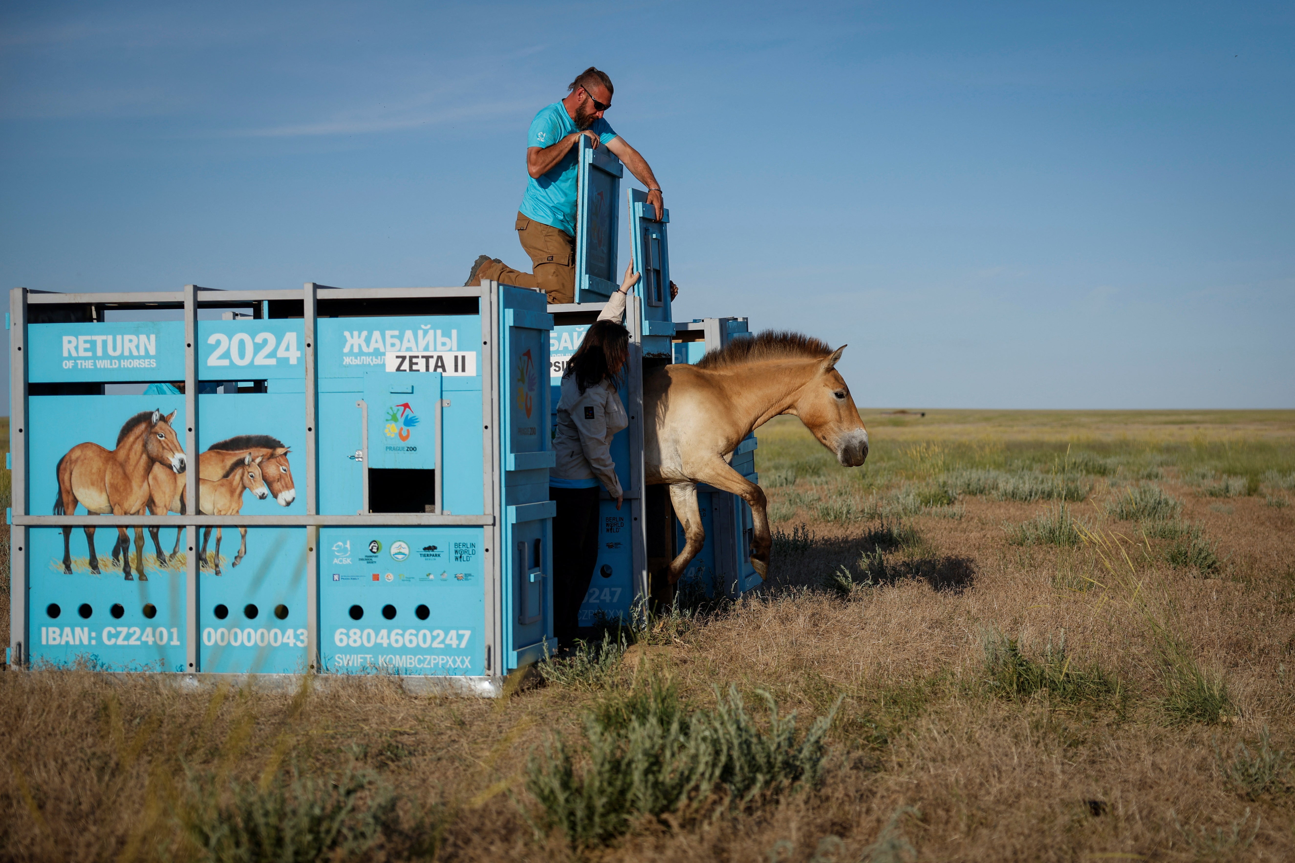 A Przewalski’s horse leaves its container after being released into an acclimatisation enclosure at the Alibi field station and reintroduction centre, in the Altyn Dala area, Kazakhstan, June 4, 2024