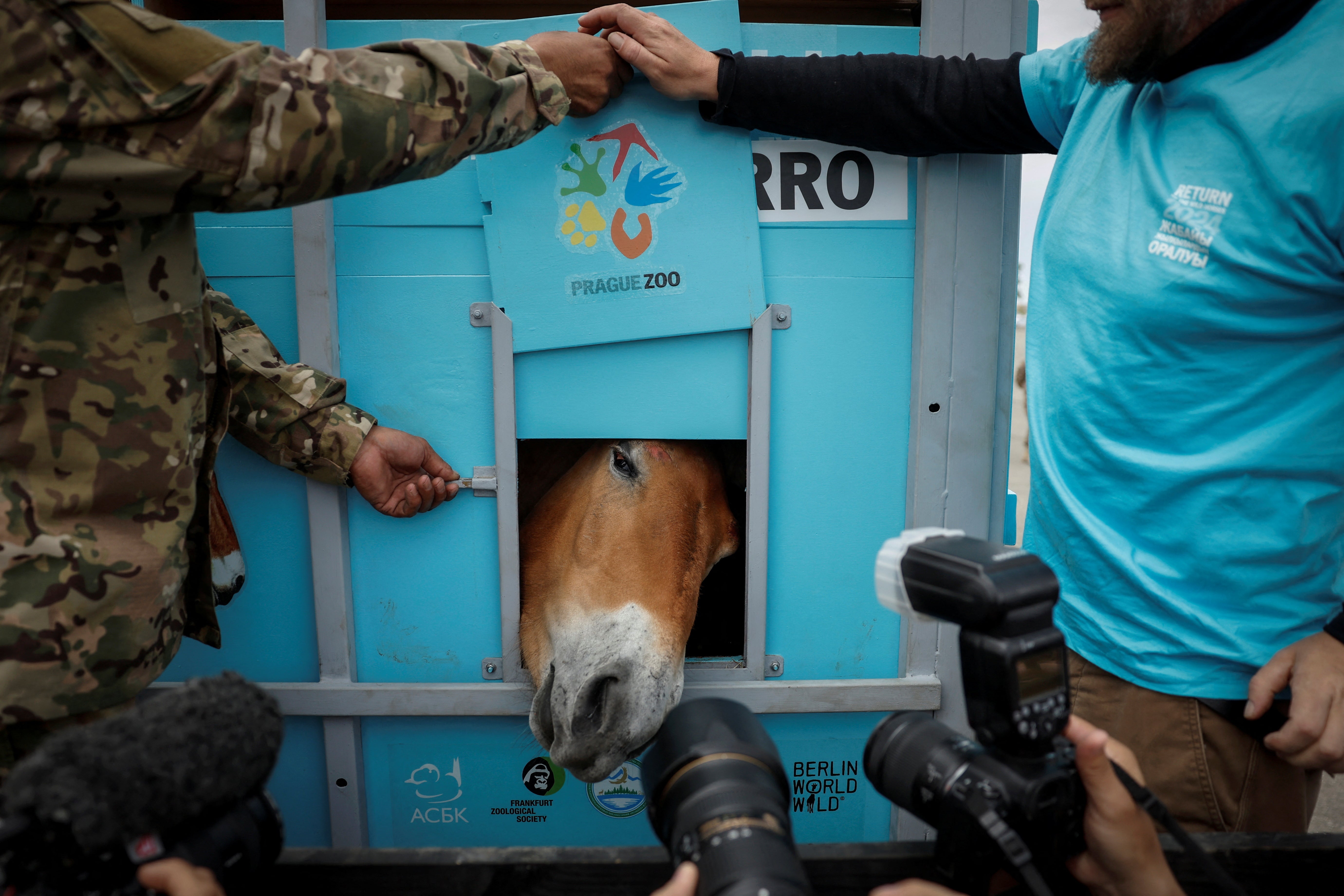 A Przewalski’s horse peeps out of a container on its way to the Alibi field station and reintroduction centre in the Altyn Dala area, after being unloaded from a Czech military airplane, at the airport near Arkalyk, Kazakhstan