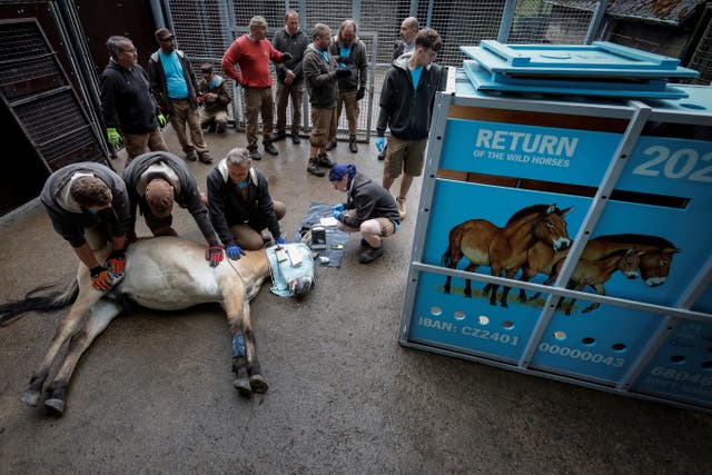 <p>Zoo keepers prepare a tranquillised Przewalski’s horse, before their release at the Alibi field station and reintroduction centre in Kazakhstan, at the acclimatisation enclosure in the village of Dolni Dobrejov, Czech Republic, June 3, 2024</p>