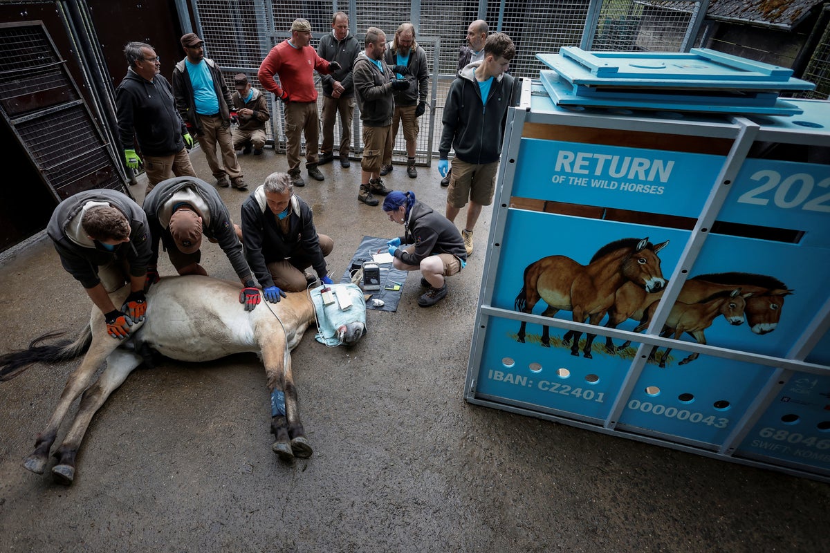 The world’s last wild horses are being airdropped in to their original homes