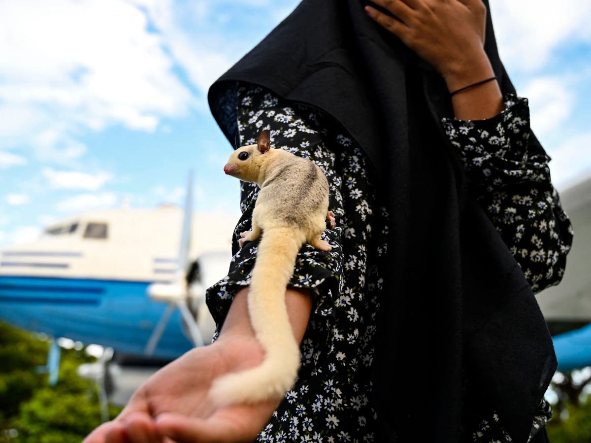 Pet possum causes chaos and flight delay after escaping from owner