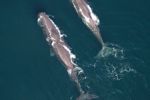 Large Whale Group