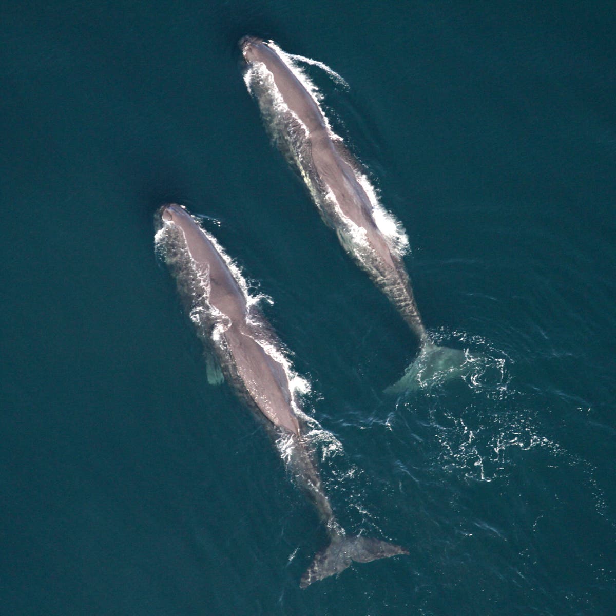 Large number of whale sightings off New England, including dozens of endangered sei whales