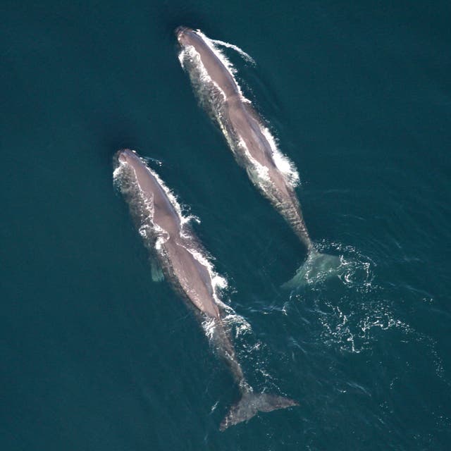 Large Whale Group