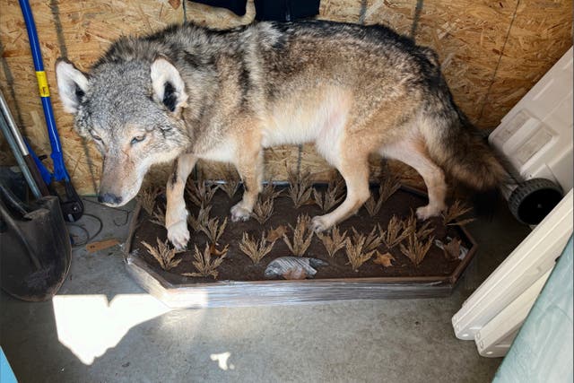 Michigan Gray Wolf Surprise