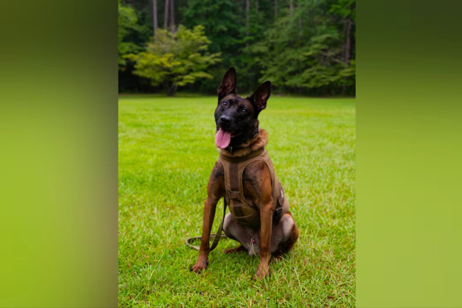 K9 officer Coba was shot dead in South Carolina as police tried to serve an arrest warrant