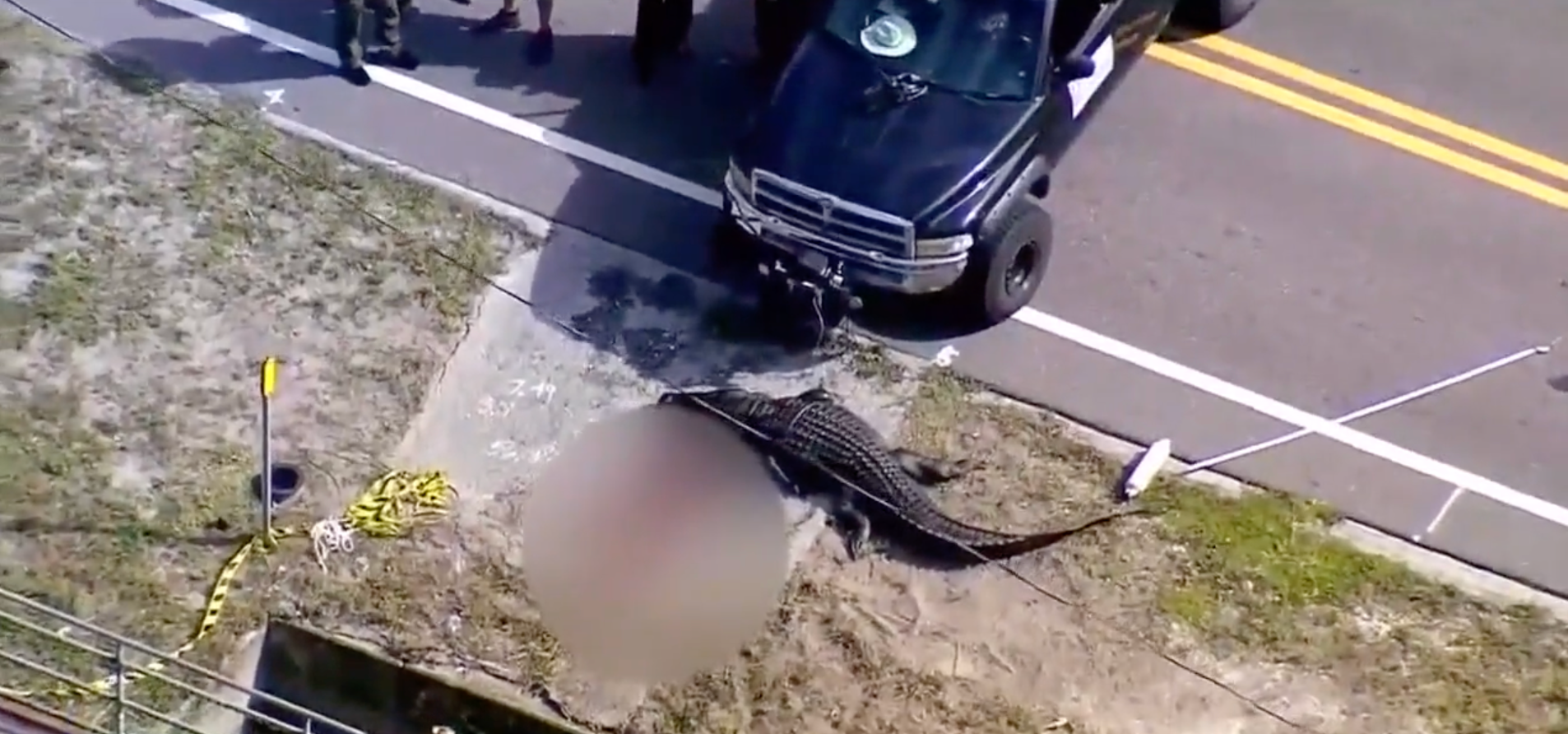 An aerial view of the alligator that killed 41-year-old Sabrina Peckham, in Largo, Florida, in September of 2023