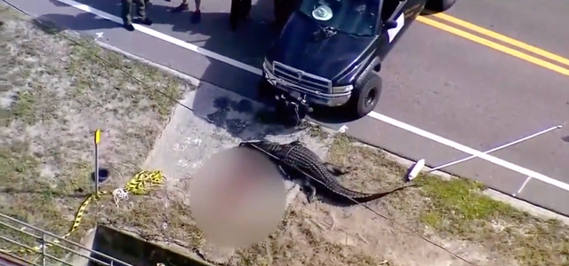 <p>An aerial view of the alligator that killed 41-year-old Sabrina Peckham, in Largo, Florida, in September of 2023</p>