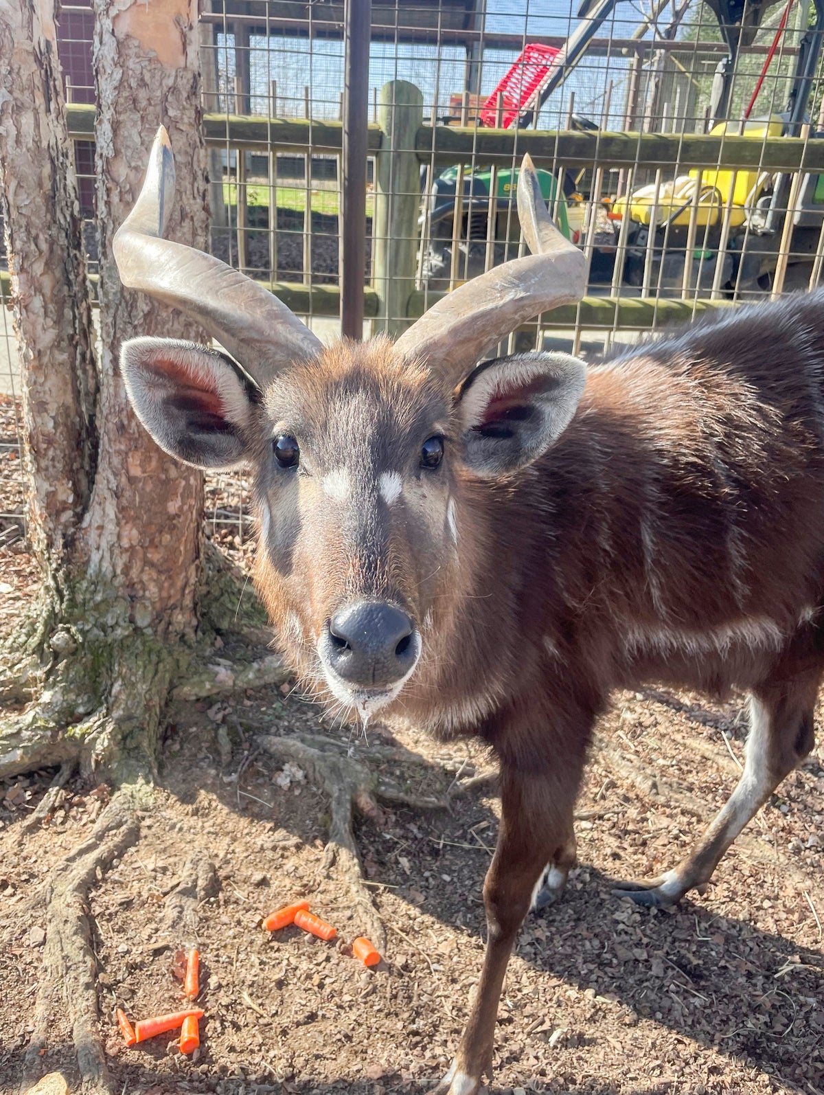Zoo in Tennessee blames squeezable food pouch for beloved antelope’s death