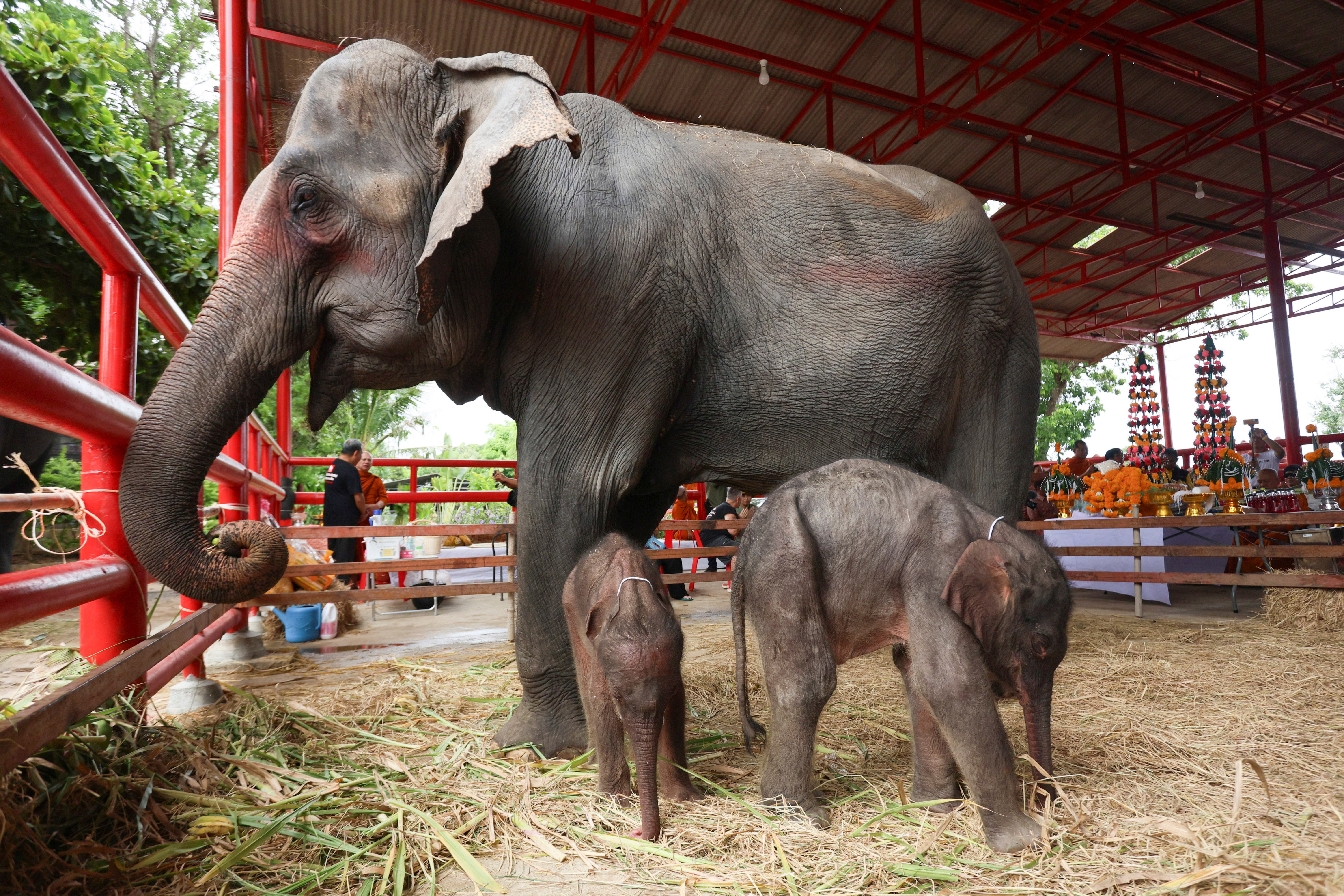 A mother elephant with newborn twins in Ayutthaya, Thailand