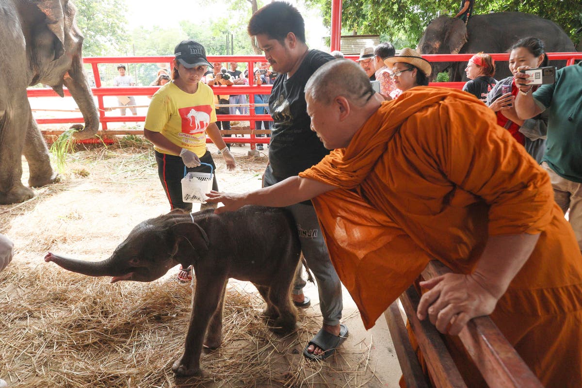 Rare twin elephants in Thailand receive monks' blessings a week after their tumultuous birth