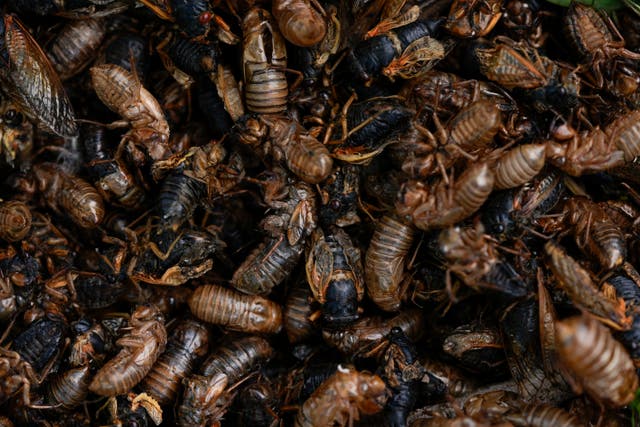 APTOPIX Cicada Invasion Epicenter