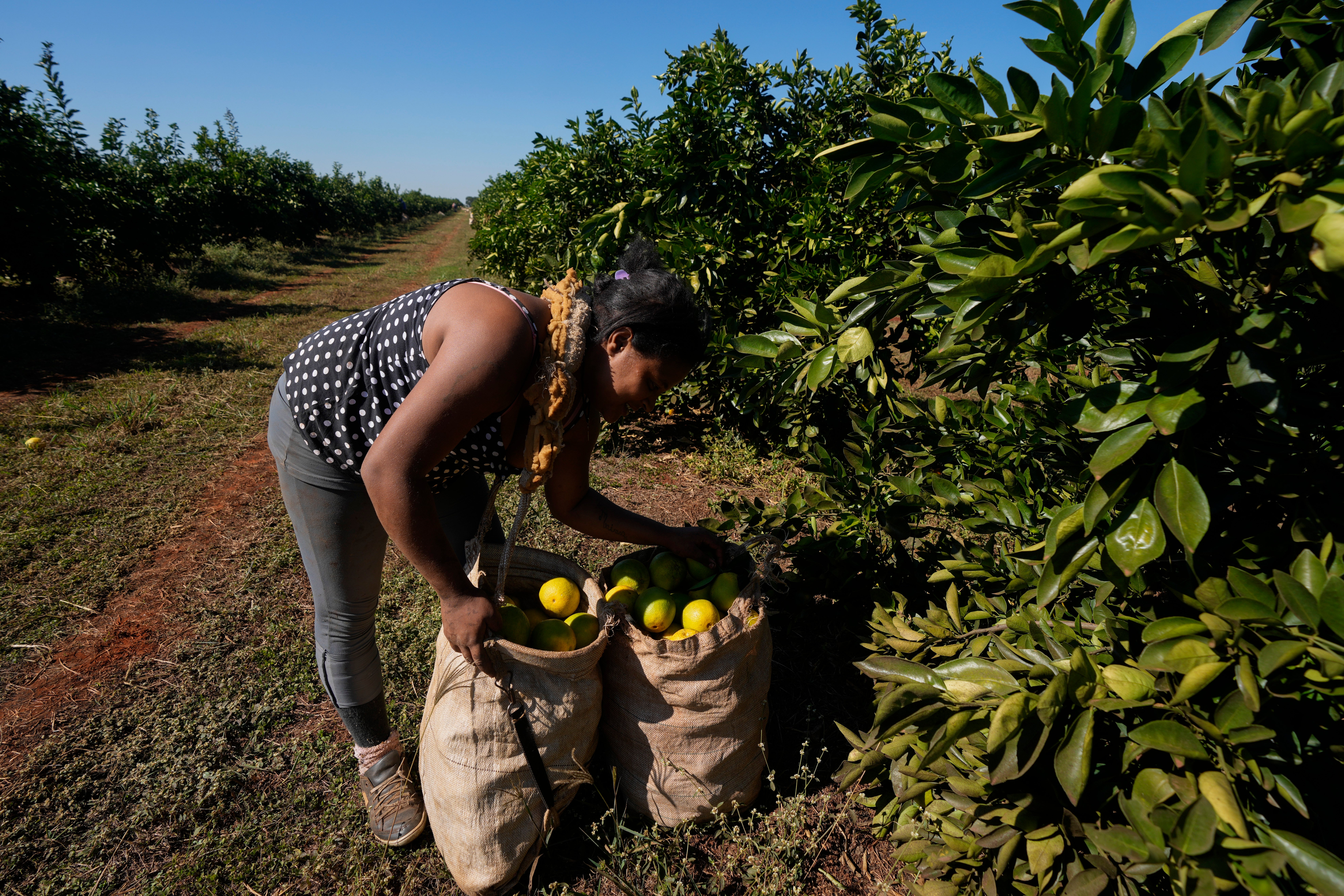 A worker harvests oranges on a farm in Mogi Guacu, Brazi