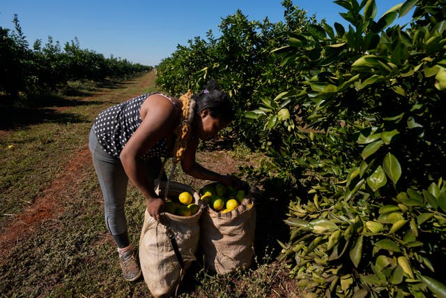 Brazil Oranges Devastating Harvest