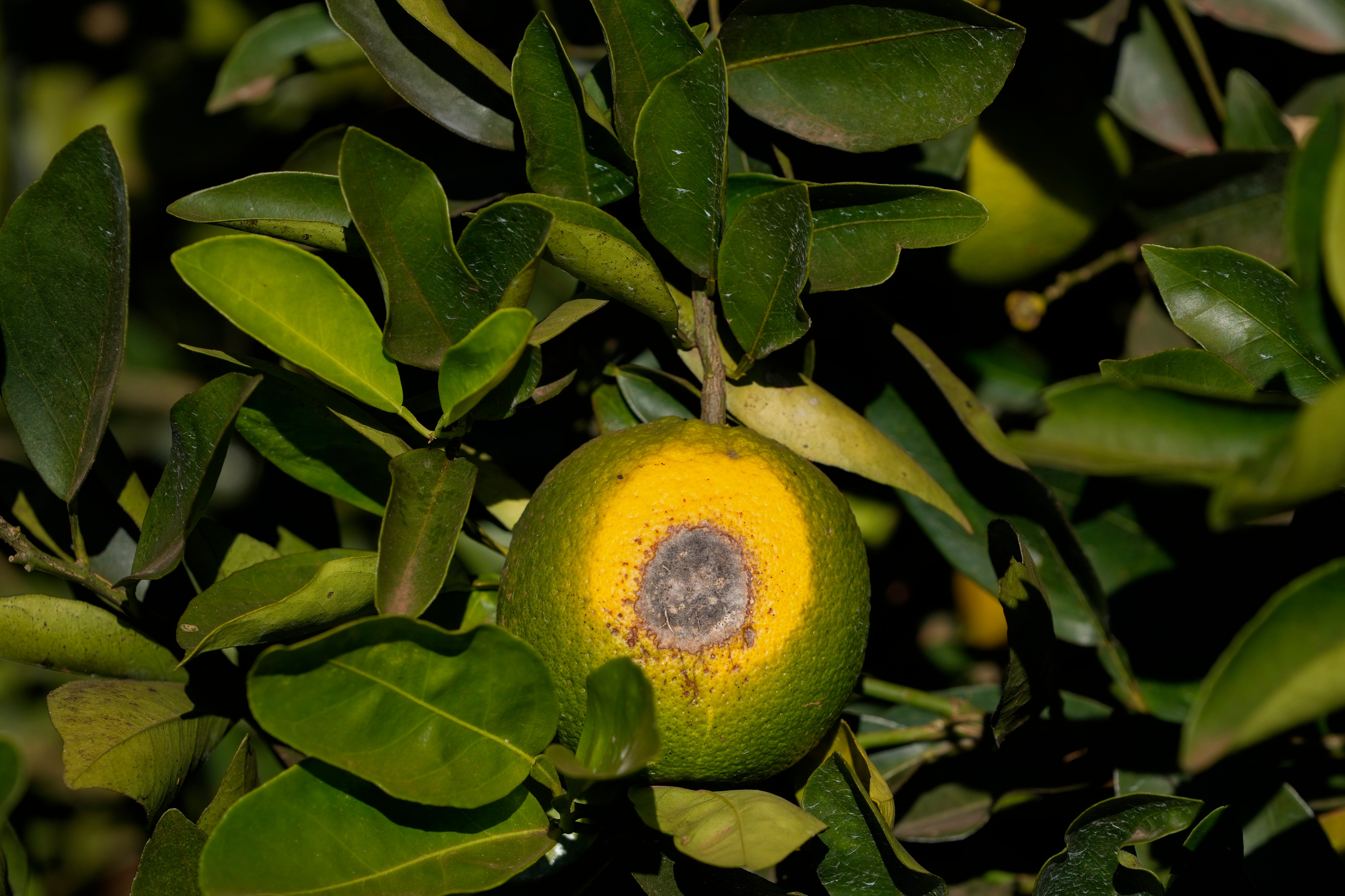 A spoiled orange hangs on a branch in a farm in Mogi Guacu, Brazil