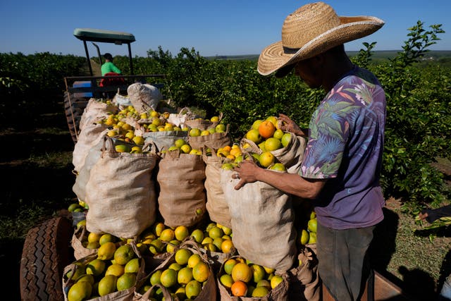 <p>A worker harvests oranges on a farm in Mogi Guacu, Brazil</p>