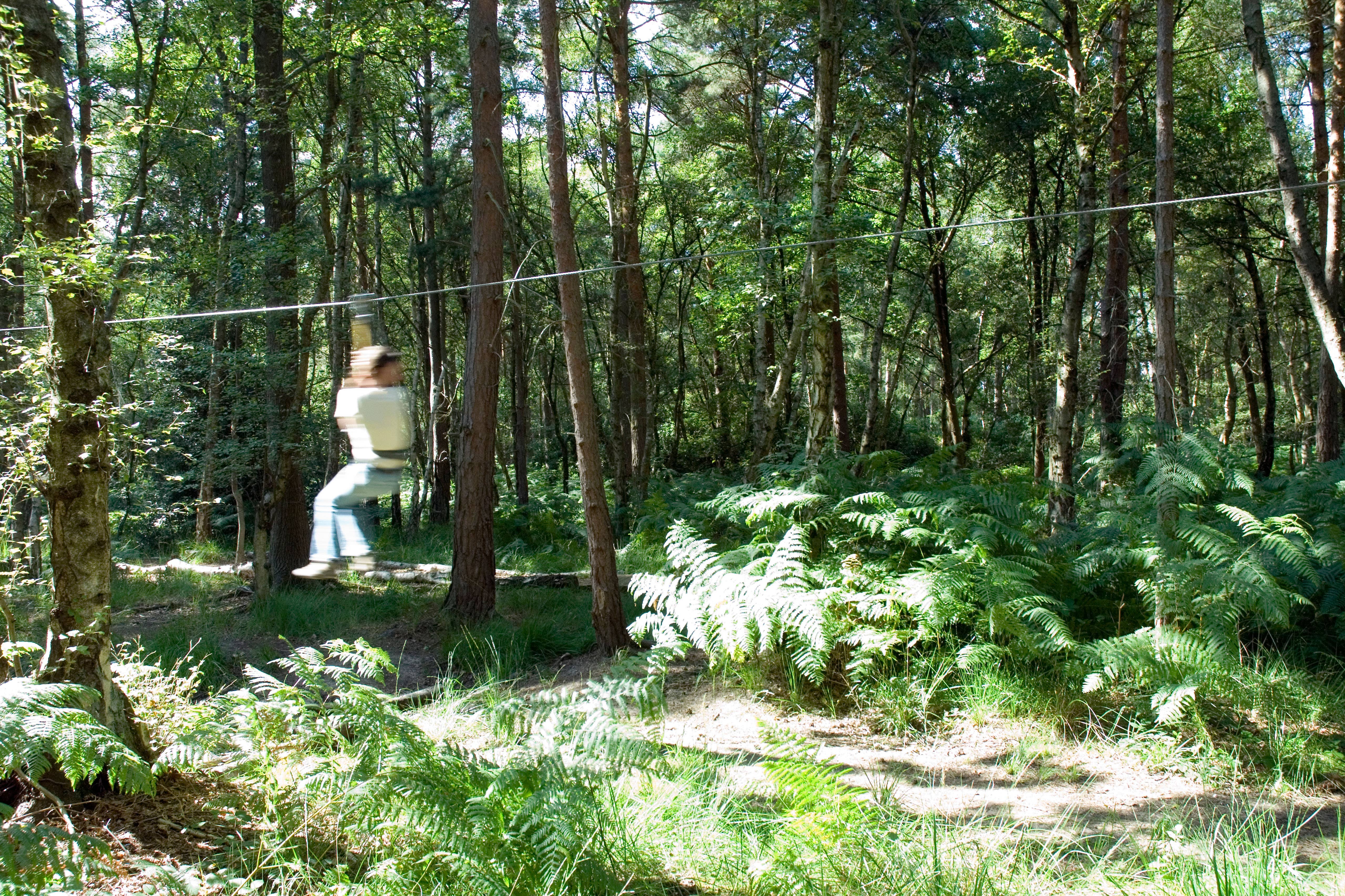 Go Ape founder Tristram Mayhew has been made an MBE (Alamy/PA)