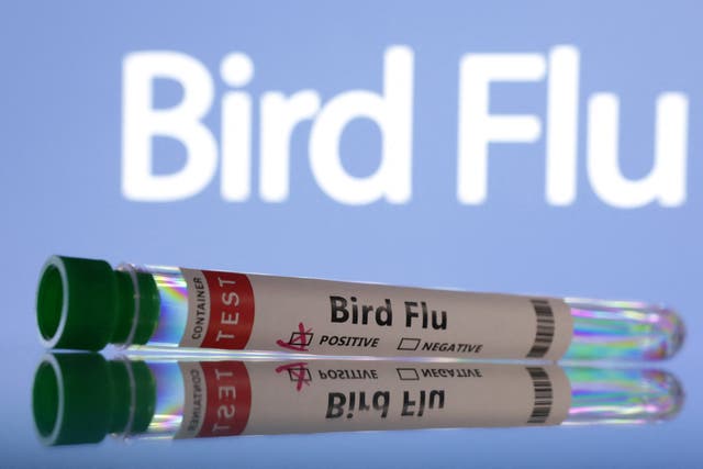<p>Test tubes are seen labelled "Bird Flu" words in this illustration taken, June 10, 2024</p>