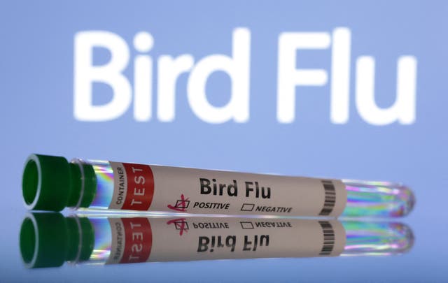 <p>Test tubes are seen labelled "Bird Flu" words in this illustration taken, June 10, 2024</p>