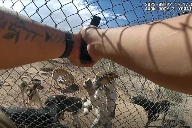 <p>Seven starving and abandoned dogs were shot by an Arizona sheriff’s deputy</p>