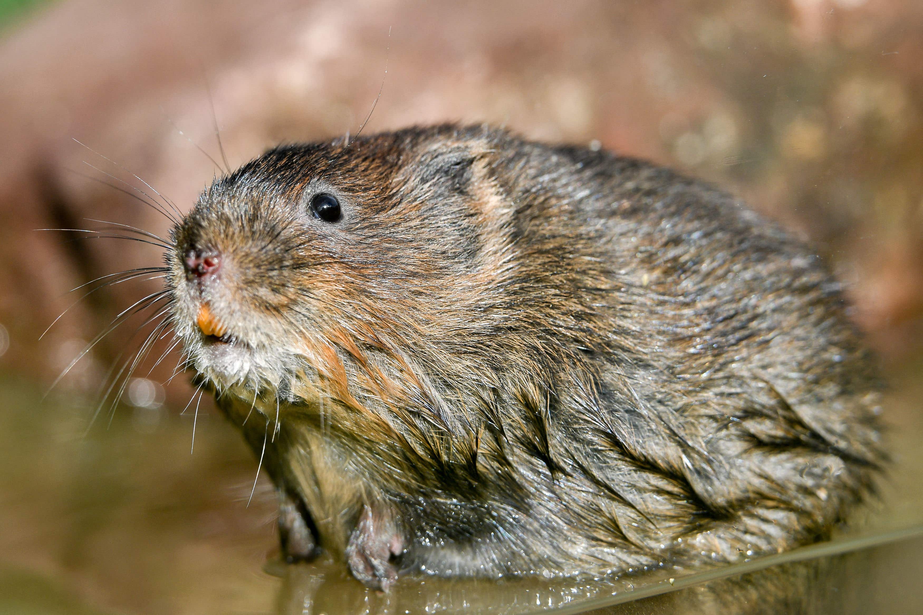 Endangered water voles could thrive in new habitats that beavers have created in Knapdale, conservationists say (Ben Birchall/PA)