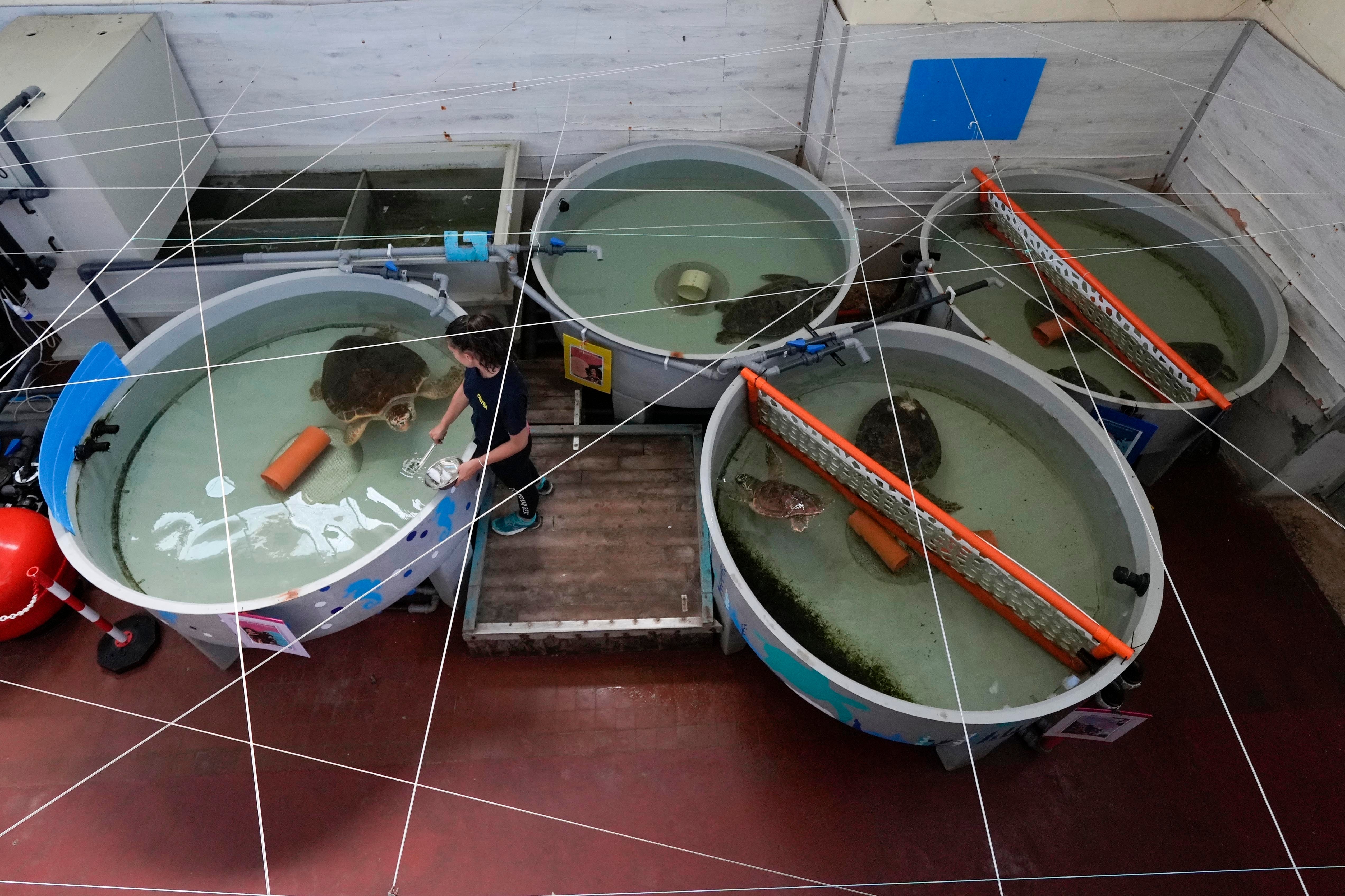 Italy Wounded Turtles