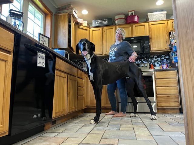 <p> Three-year-old great Dane called Kevin who stands at 3ft 2in and comes from West Des Moines, Iowa and has achieved the Guinness World Record </p>