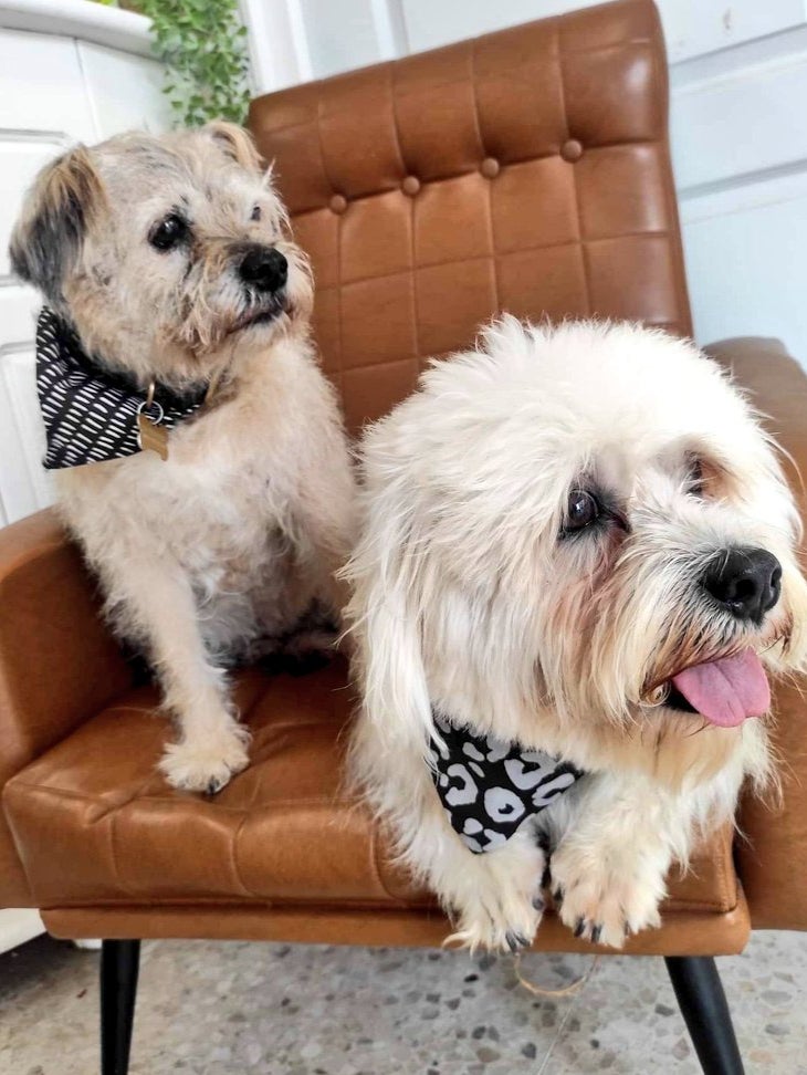 Barney and Gracie, who have handmade dog treats made for them