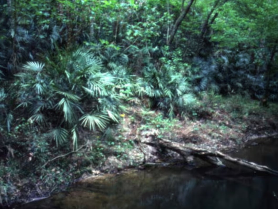 An image of Torreya State Park in Florida