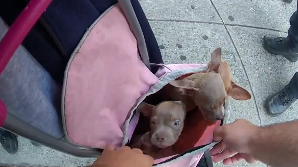NYPD officers rescue puppies trapped inside grocery cart in heatwave