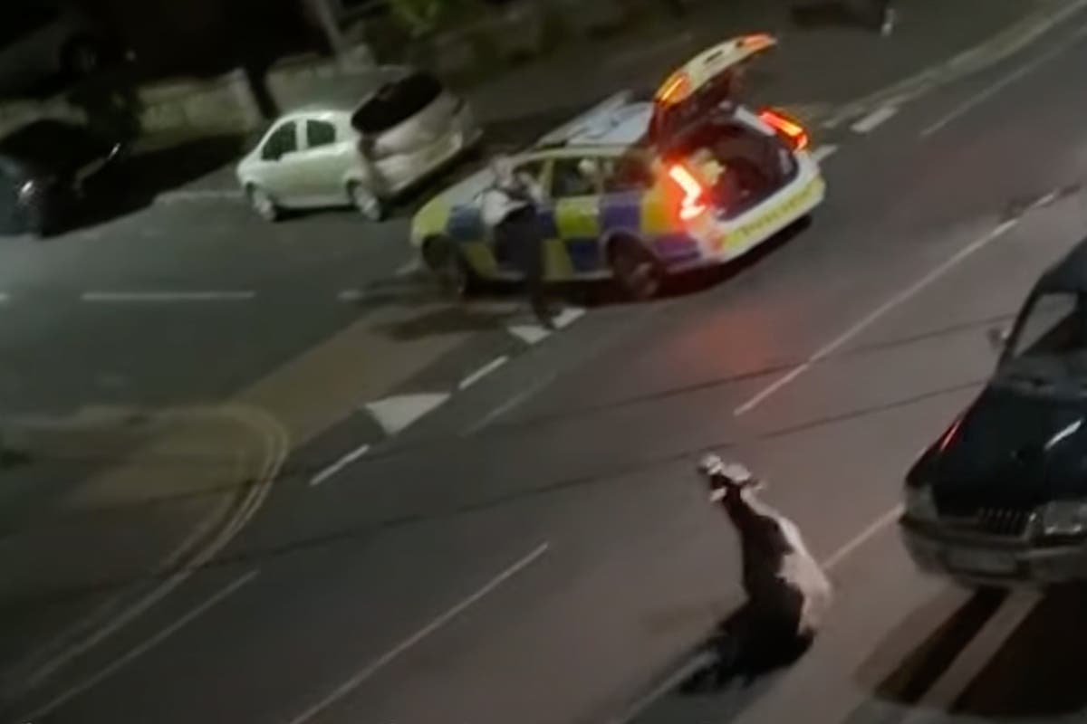 Criminal investigation launched over police car hitting cow in Surrey Criminal investigation launched over police car hitting cow in Surrey