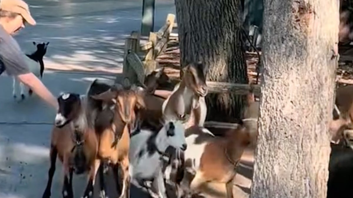 Goats cause chaos at amusement park after breaking loose
