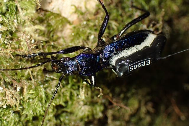 A beetle wearing its ‘mini backpack’ (Nick Royle/Woodland Trust)