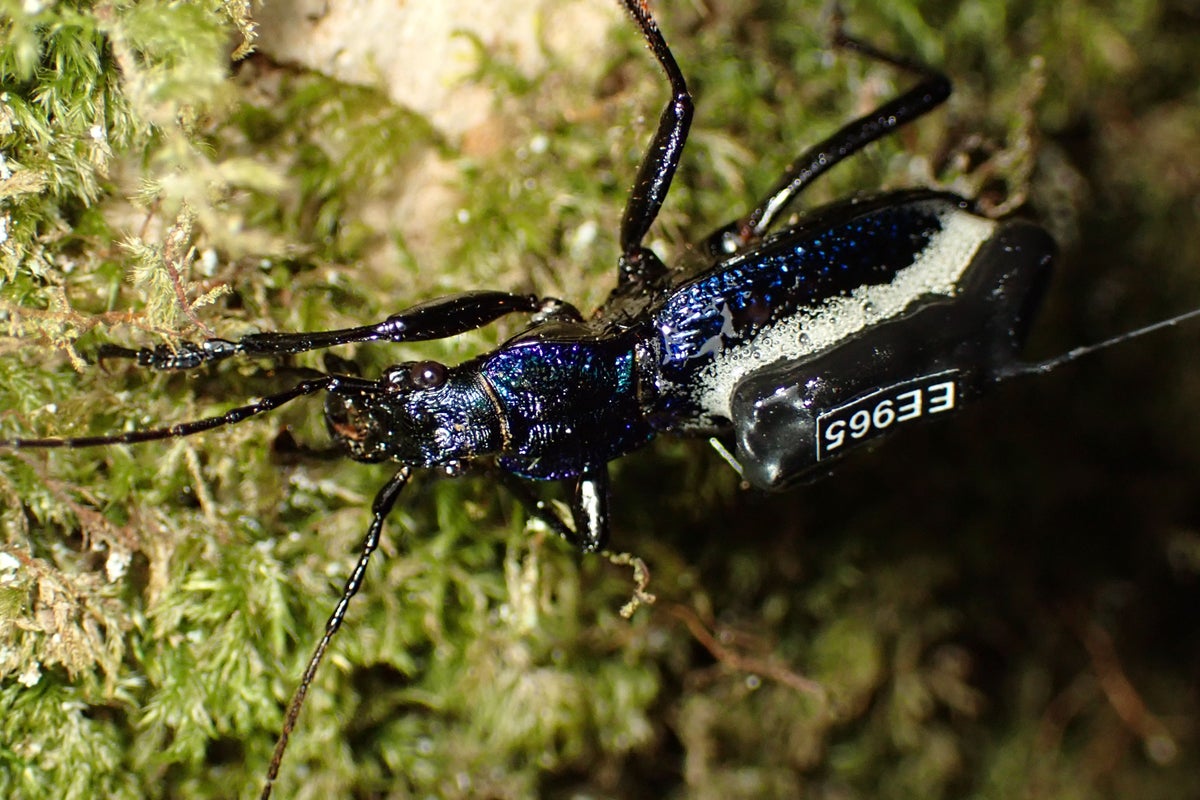 Scientists put ‘mini backpacks’ on one of UK’s rarest beetles to study movements