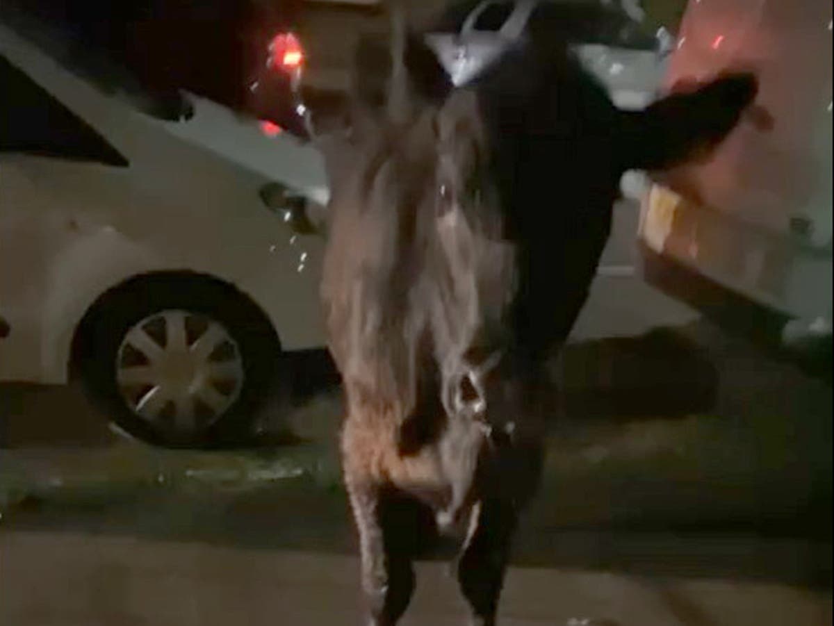 Farmers Union says police &lsquo;probably right&rsquo; to ram spooked cow with car