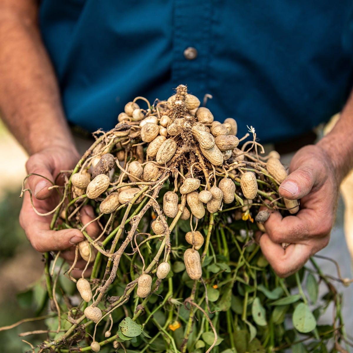 Peanuts Made Where Do Peanuts Come From Where Did Peanuts Come From: A Nut's