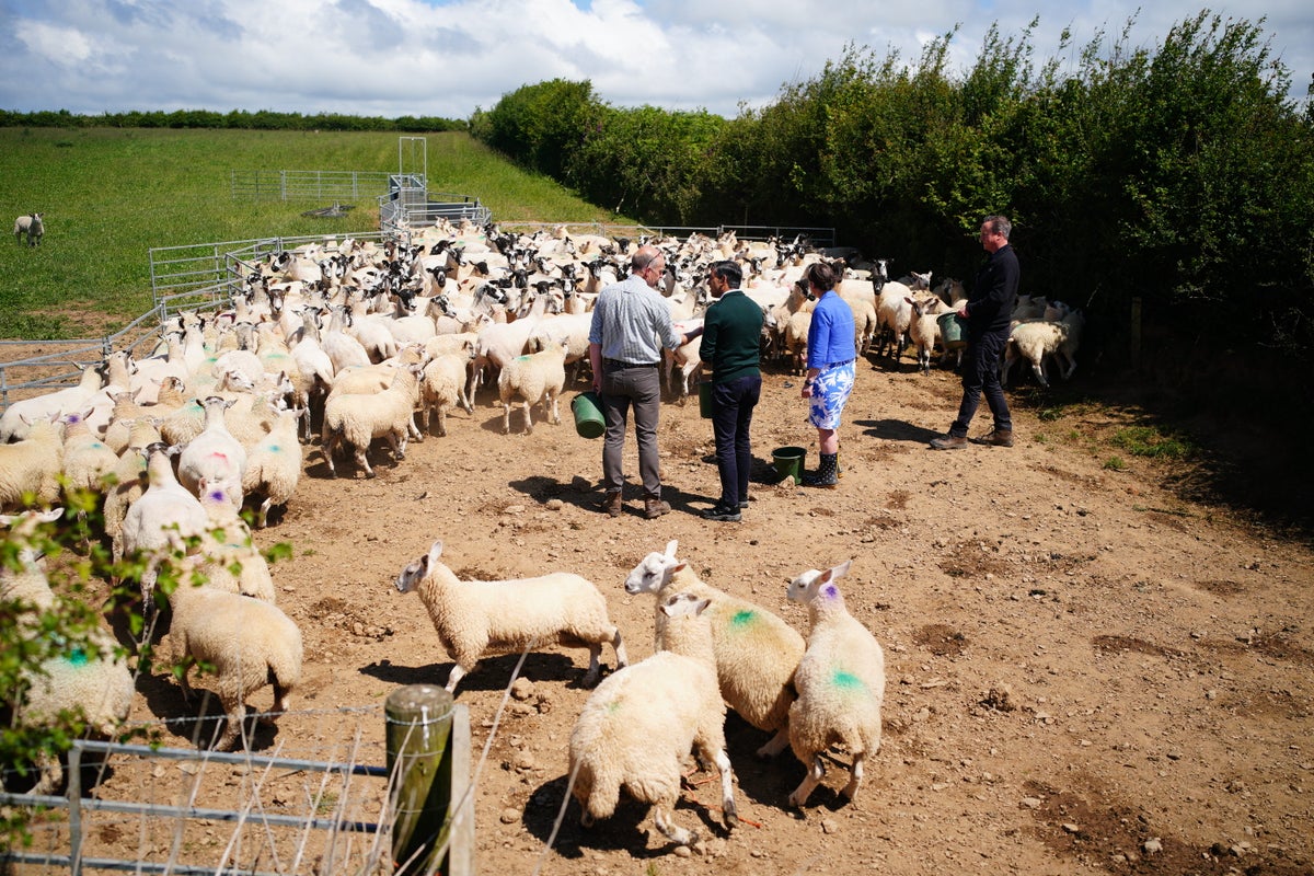 Watch flock of sheep flee as Rishi Sunak and David Cameron try to feed them