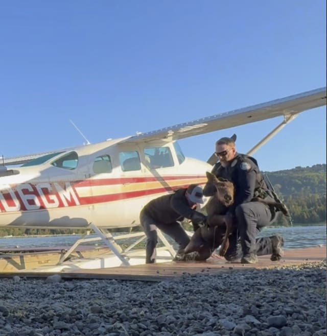 Alaska Moose Calf Rescue