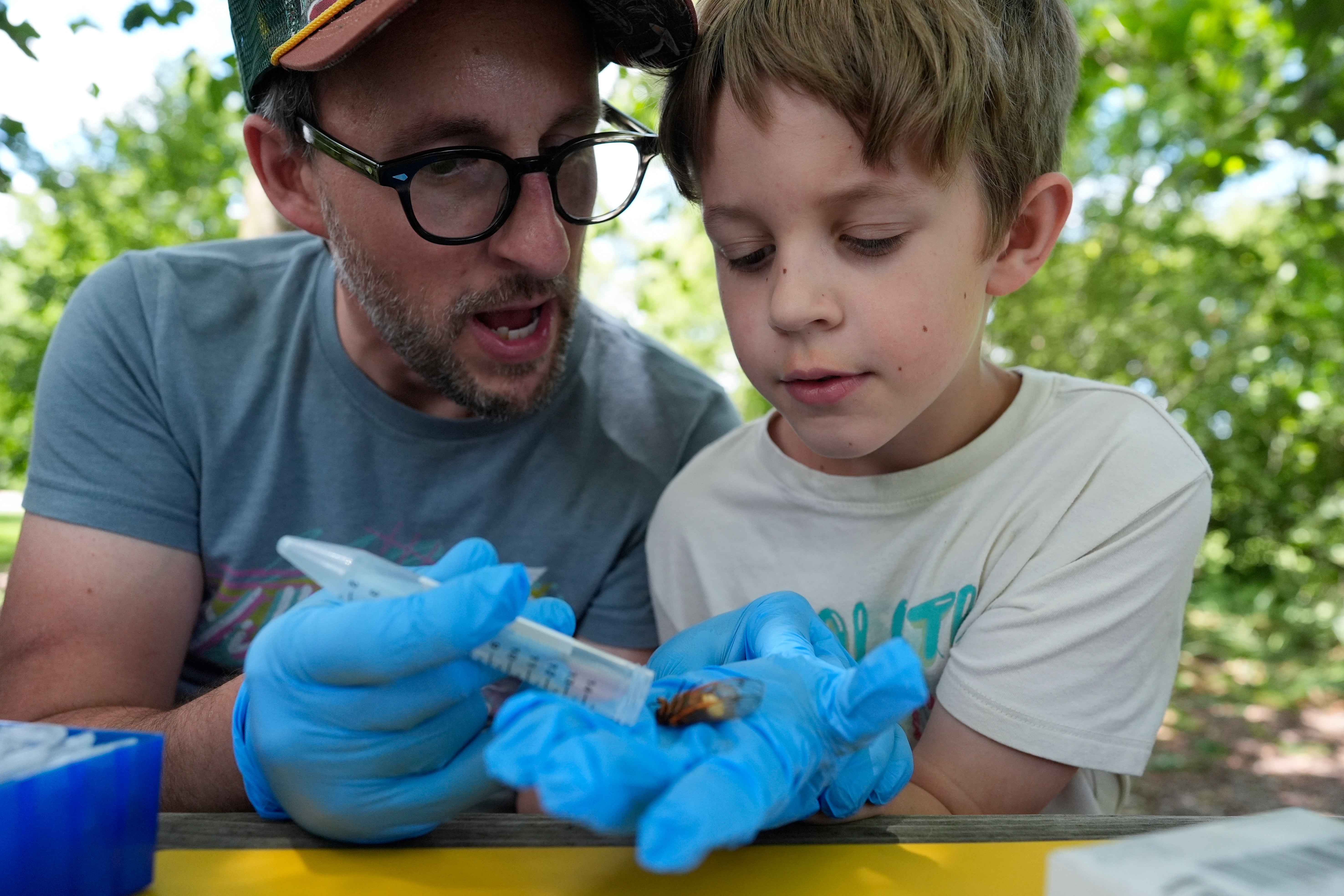 Cicada Invasion Zombie Fungus