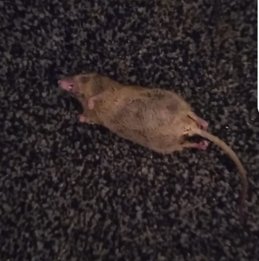 One hotel resident’s room was plagued by rodents