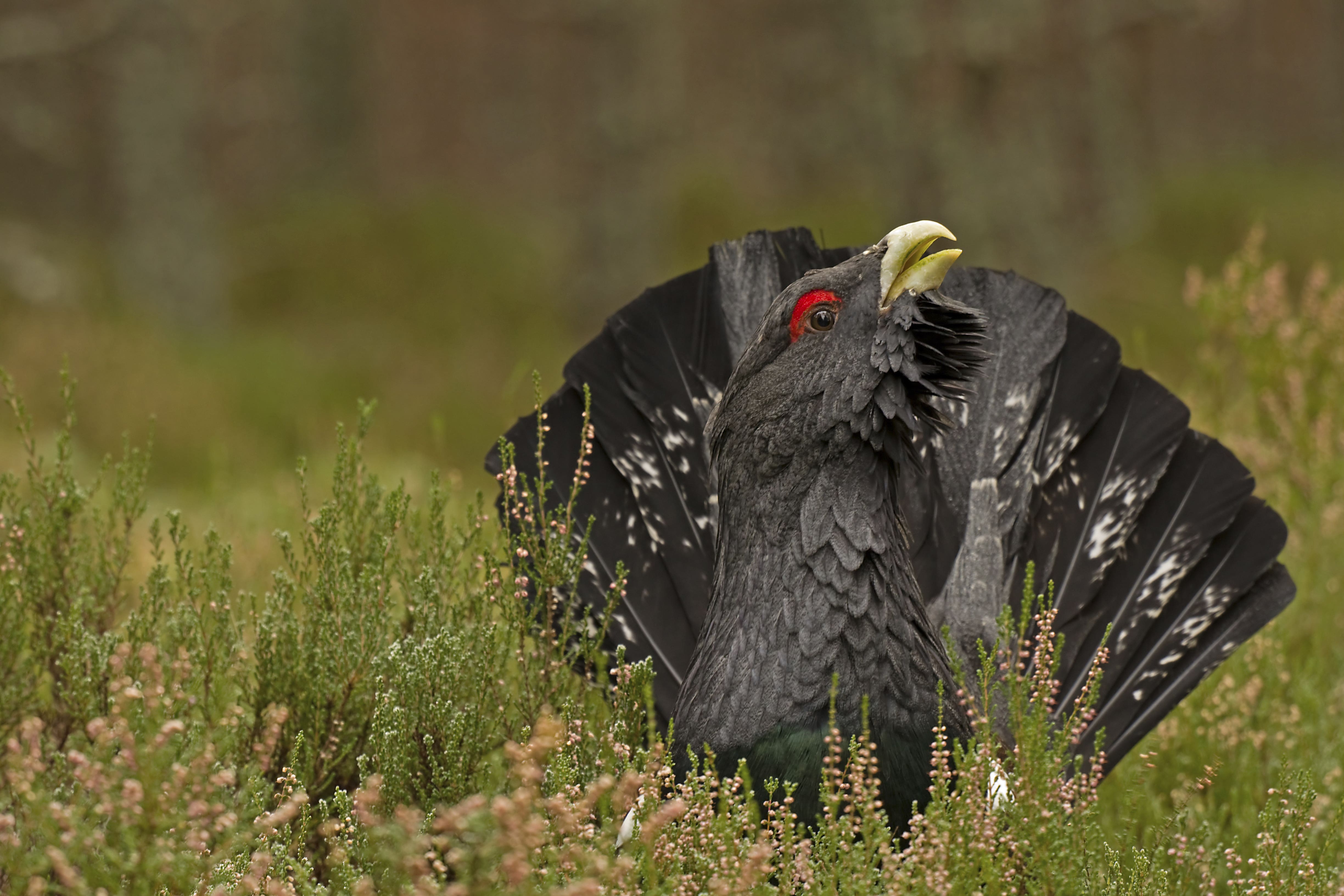 It is believed there are only around 500 capercaillie left in the wild in the UK (PA)