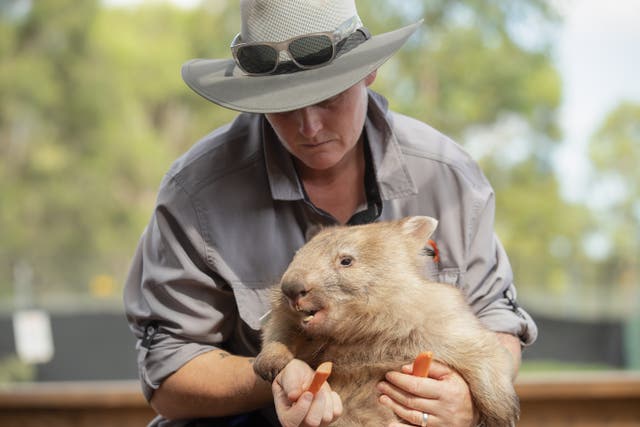 <p>File image: Romper the wombat is fed a carrot as he is held by keeper Tara Gunter at Sydney Zoo</p>