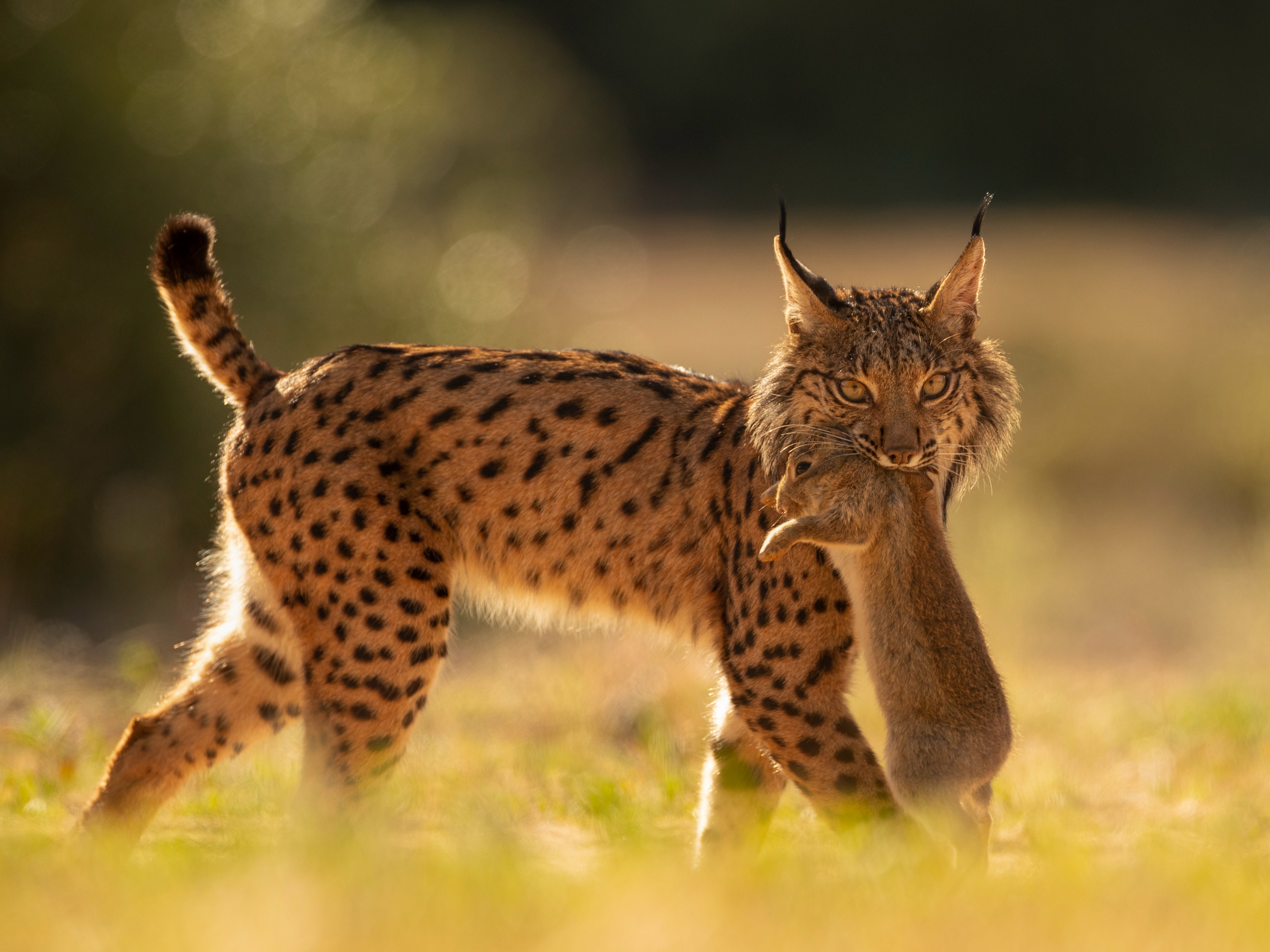 An Iberian lynx walks with a rabbit in its mouth after having captured it in the surroundings of the Doñana National Park in Aznalcazar, Spain