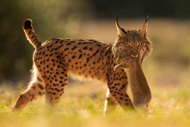 <p>An Iberian lynx walks with a rabbit in its mouth after having captured it in the surroundings of the Doñana National Park in Aznalcazar, Spain</p>