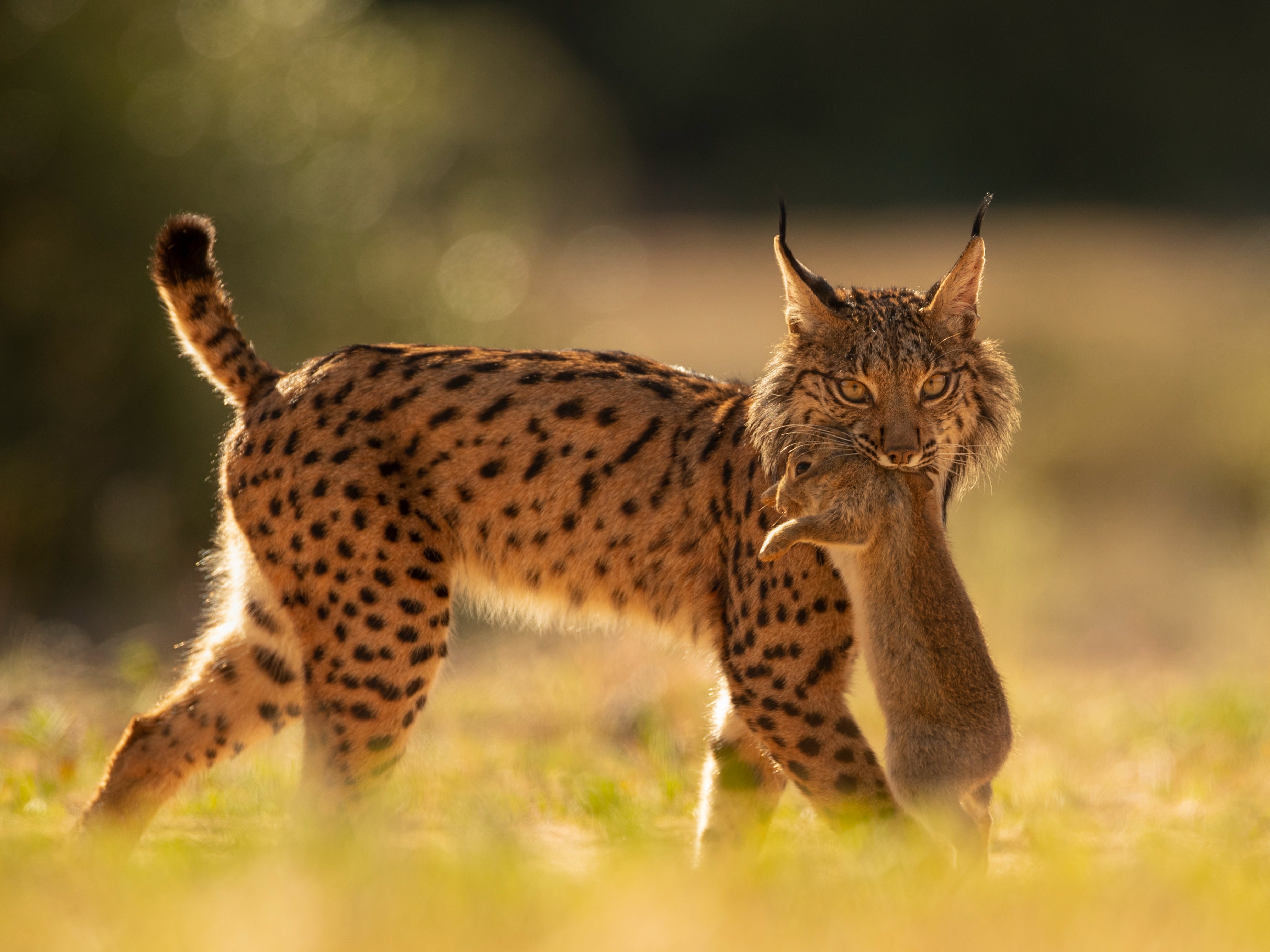 Iberian Lynx Returns From The Brink Of Extinction The Independent