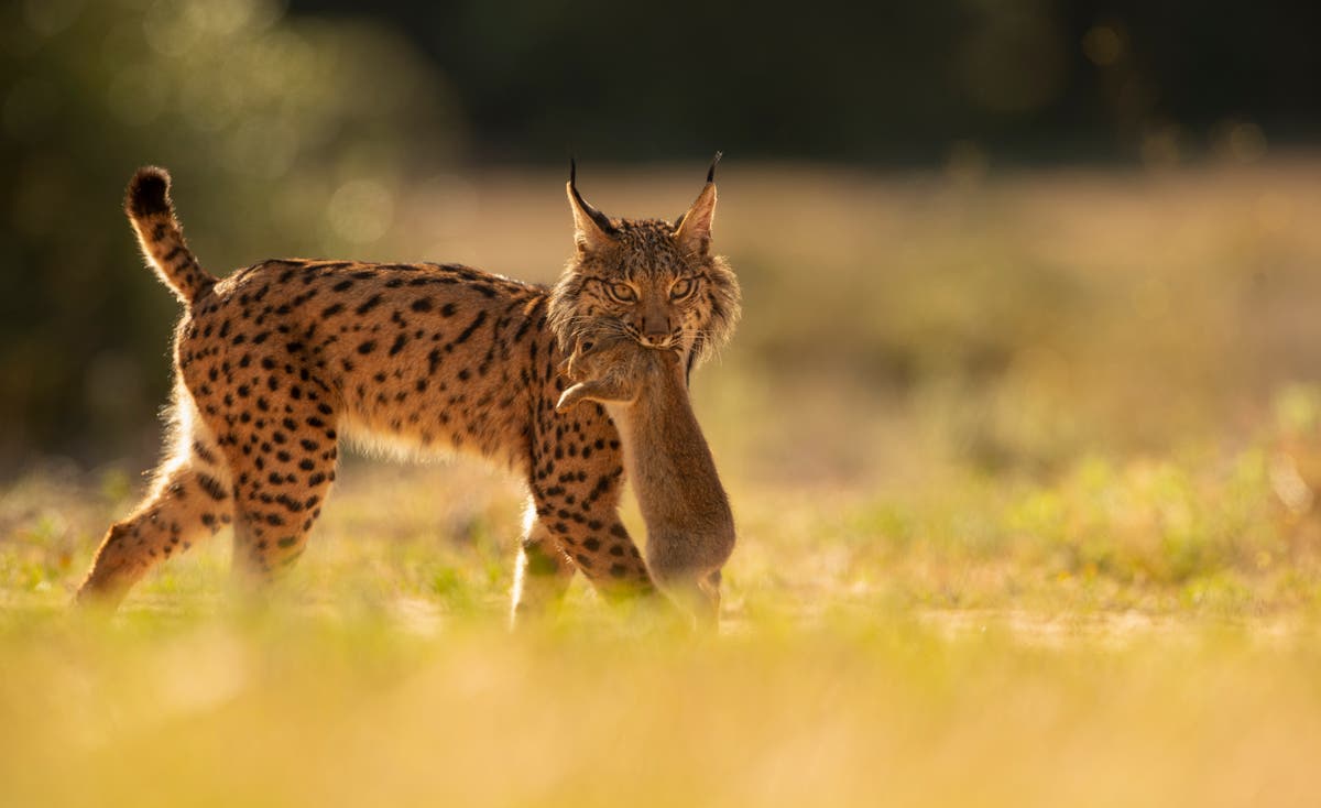 The Iberian lynx is back from the brink of extinction, thanks to conservation efforts