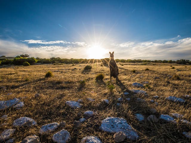<p>Kangaroos, koalas and echidnas are among the animals now thriving on the South Australia island </p>