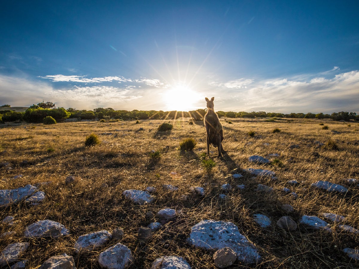 This popular island was ravaged by bushfire – here's what it's really like to go back