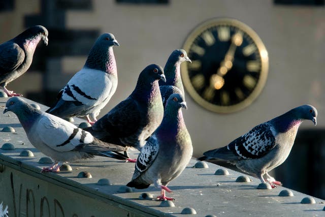 Germany Pigeons