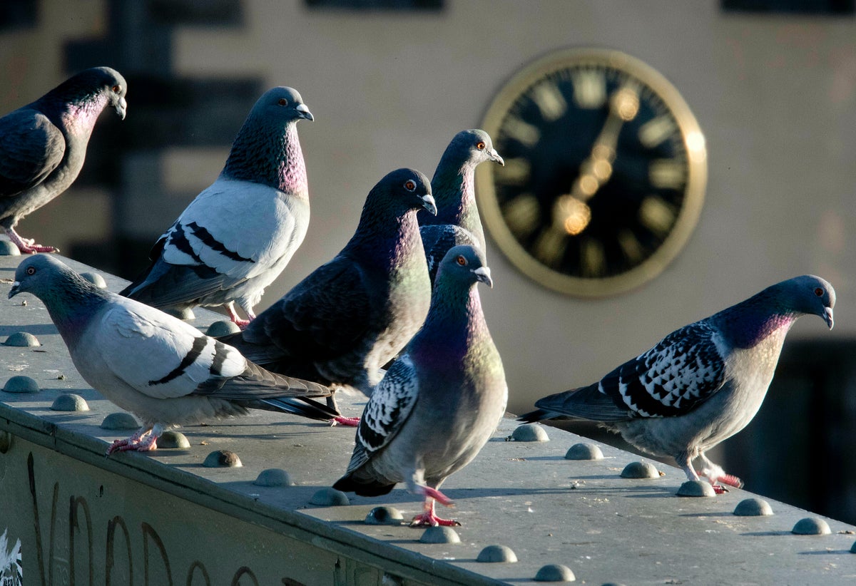 A German town's referendum on culling pigeons has led to an uproar by animal rights activists